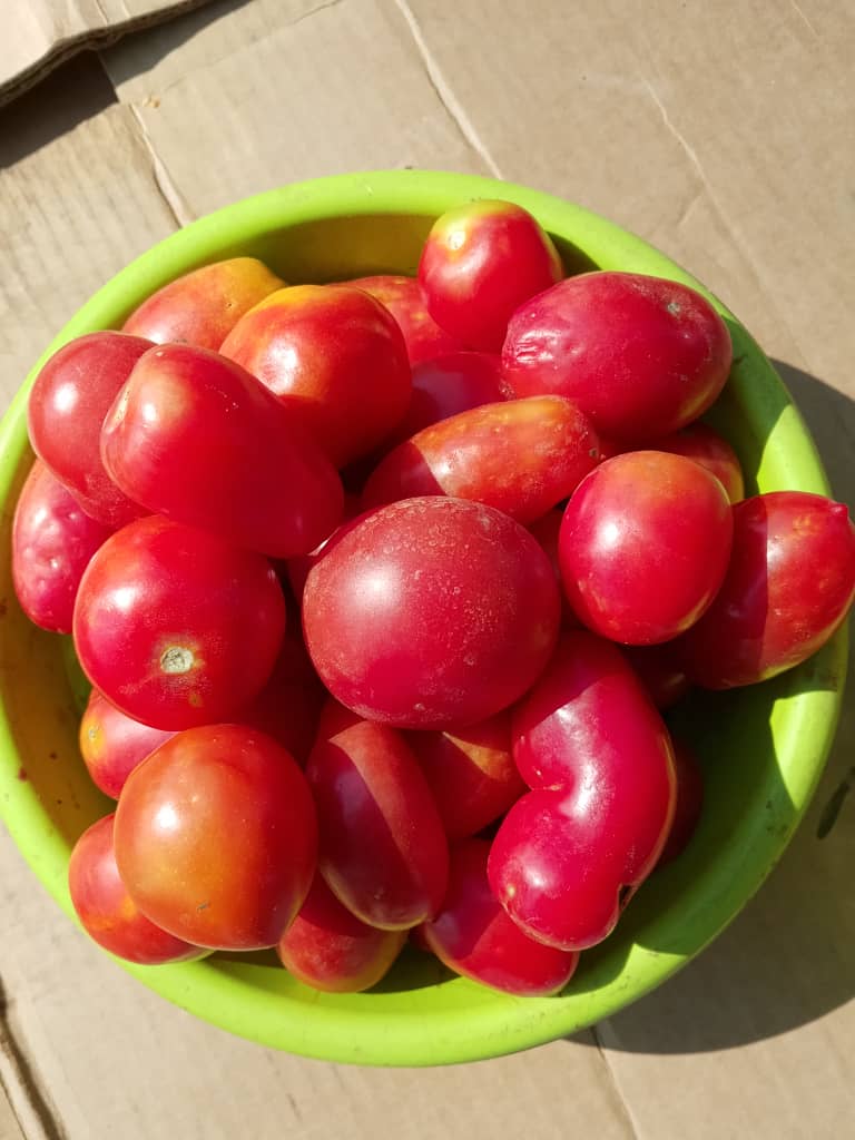 Tomatoes