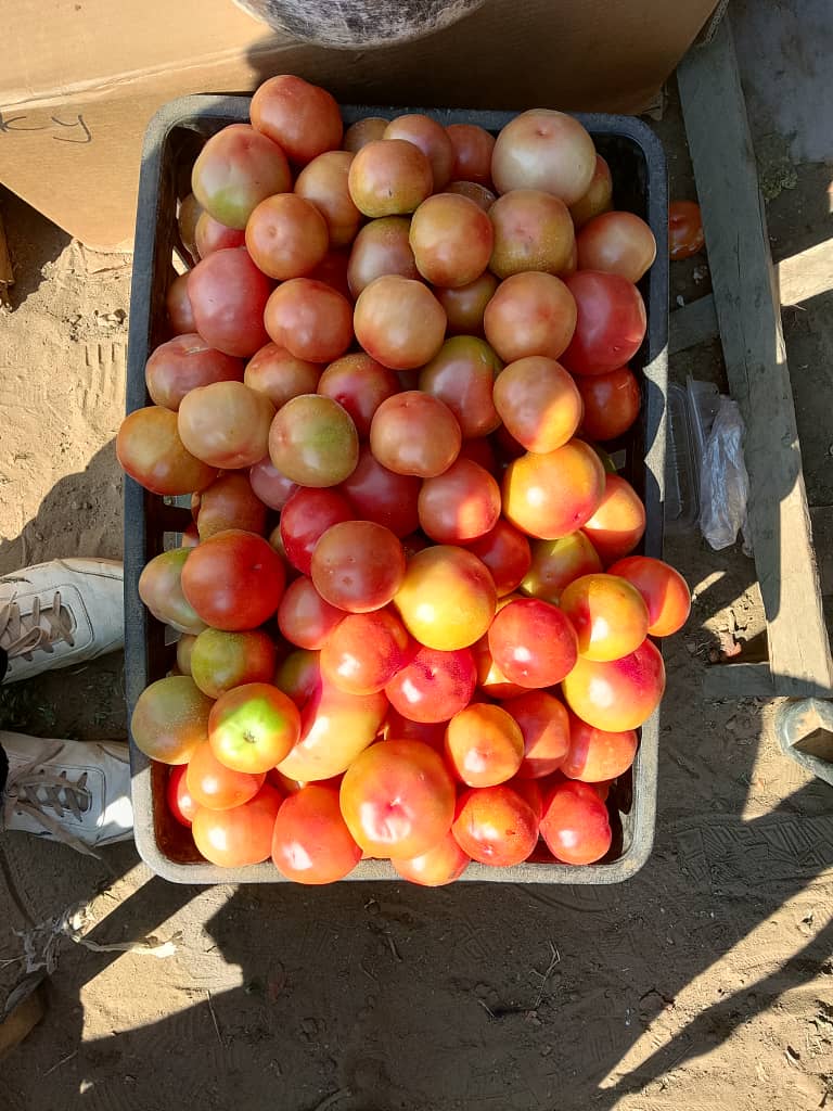Bulk Tomatoes